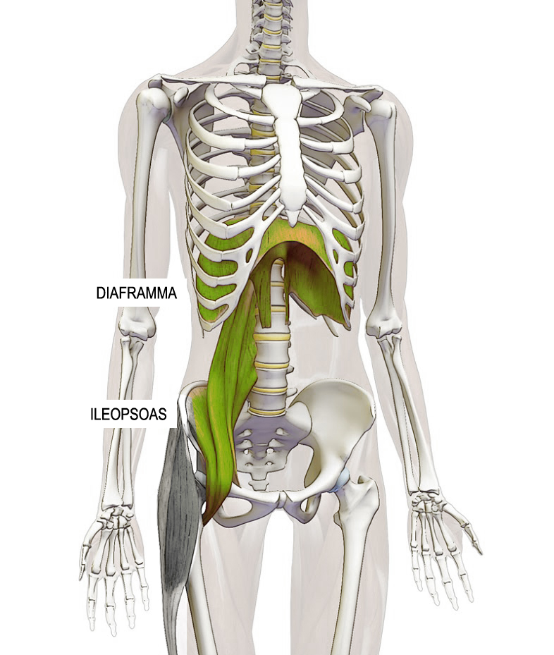 Muscolo iliaco e psoas